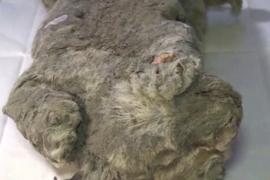 Пещерный львёнок идеально сохранился за 28 тыс лет