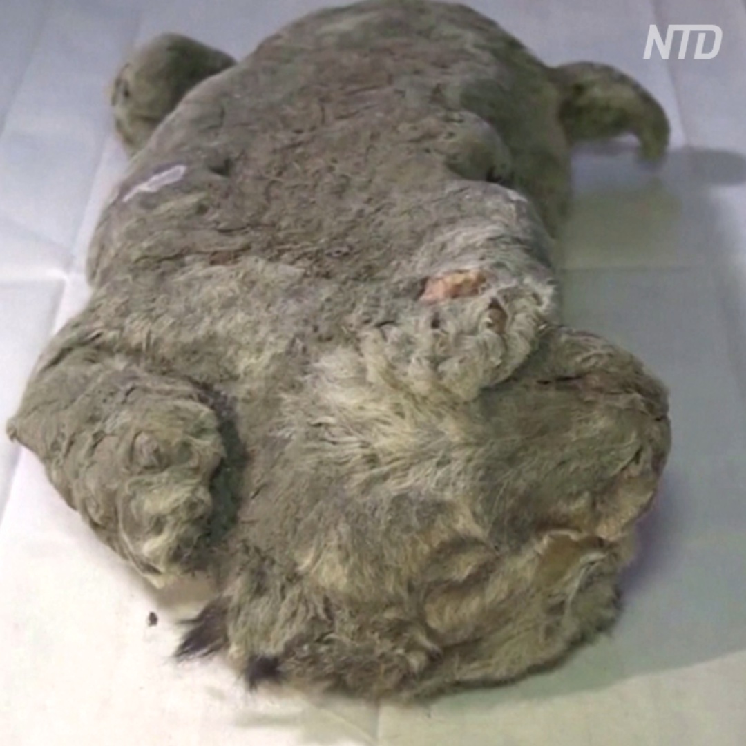 Пещерный львёнок идеально сохранился за 28 тыс лет