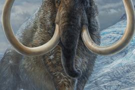 Что рассказал бивень мамонта, жившего 17 тыс. лет назад