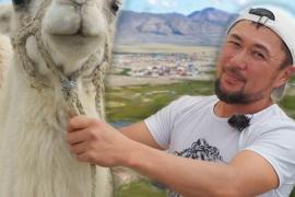 Где на Алтае разводят верблюдов и приглашают туристов