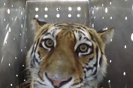 Как тигрицу выпускали в России после реабилитации