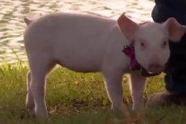 История поросёнка, которого везли на бойню