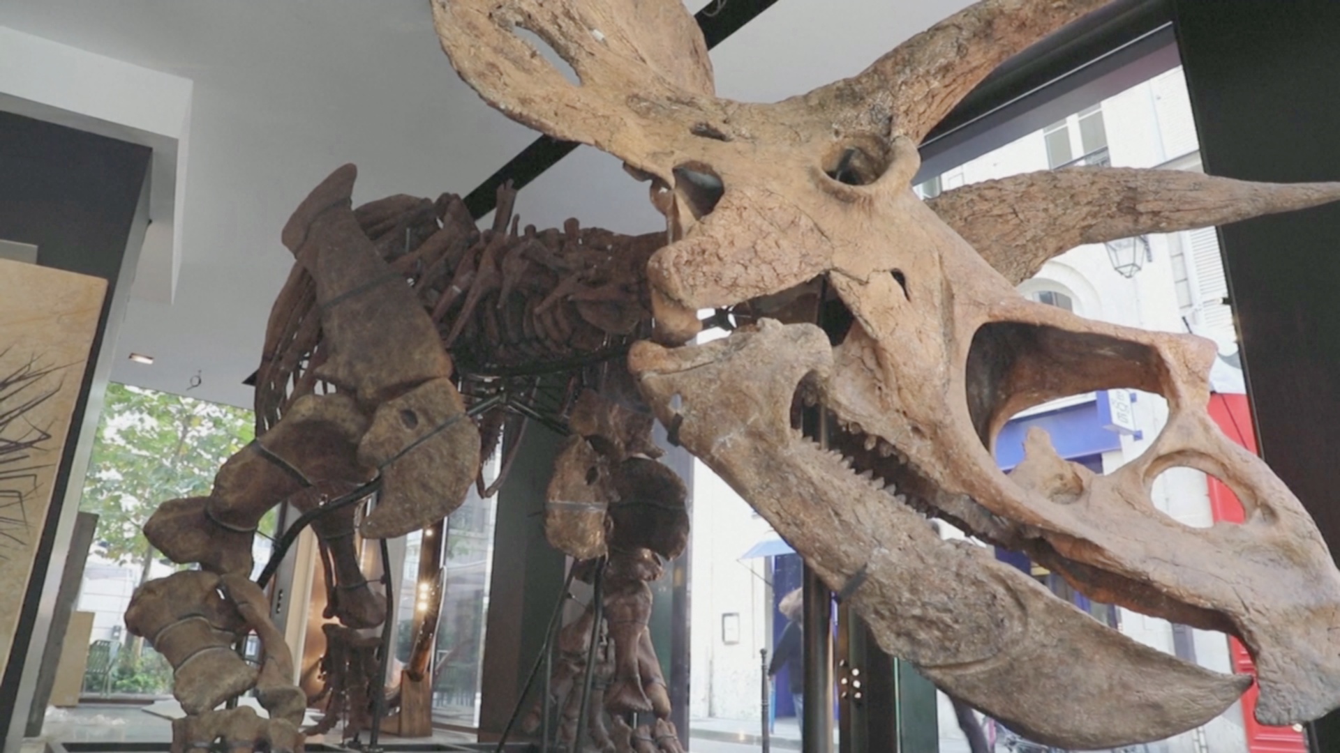 Скелет трицератопса планируют продать за 1,5 млн евро на торгах в Париже
