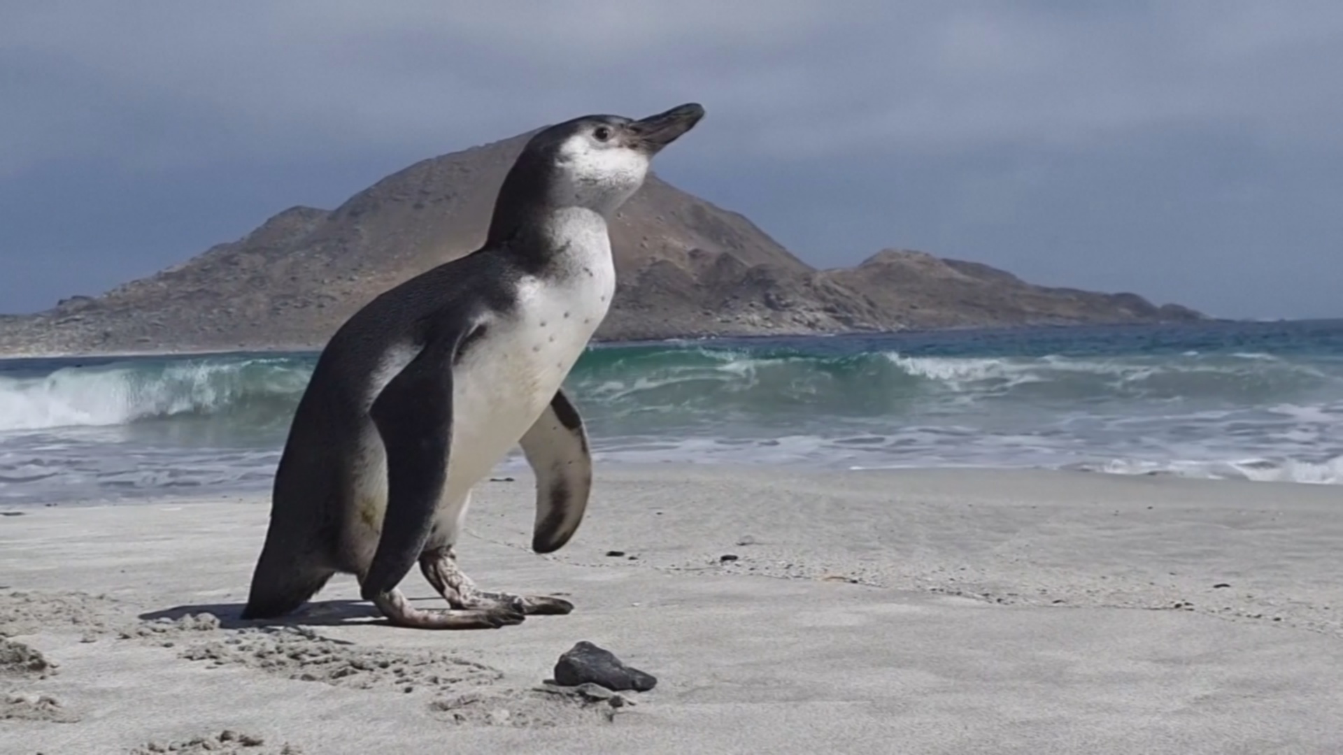 В Чили спасли заблудившегося пингвина Гумбольдта