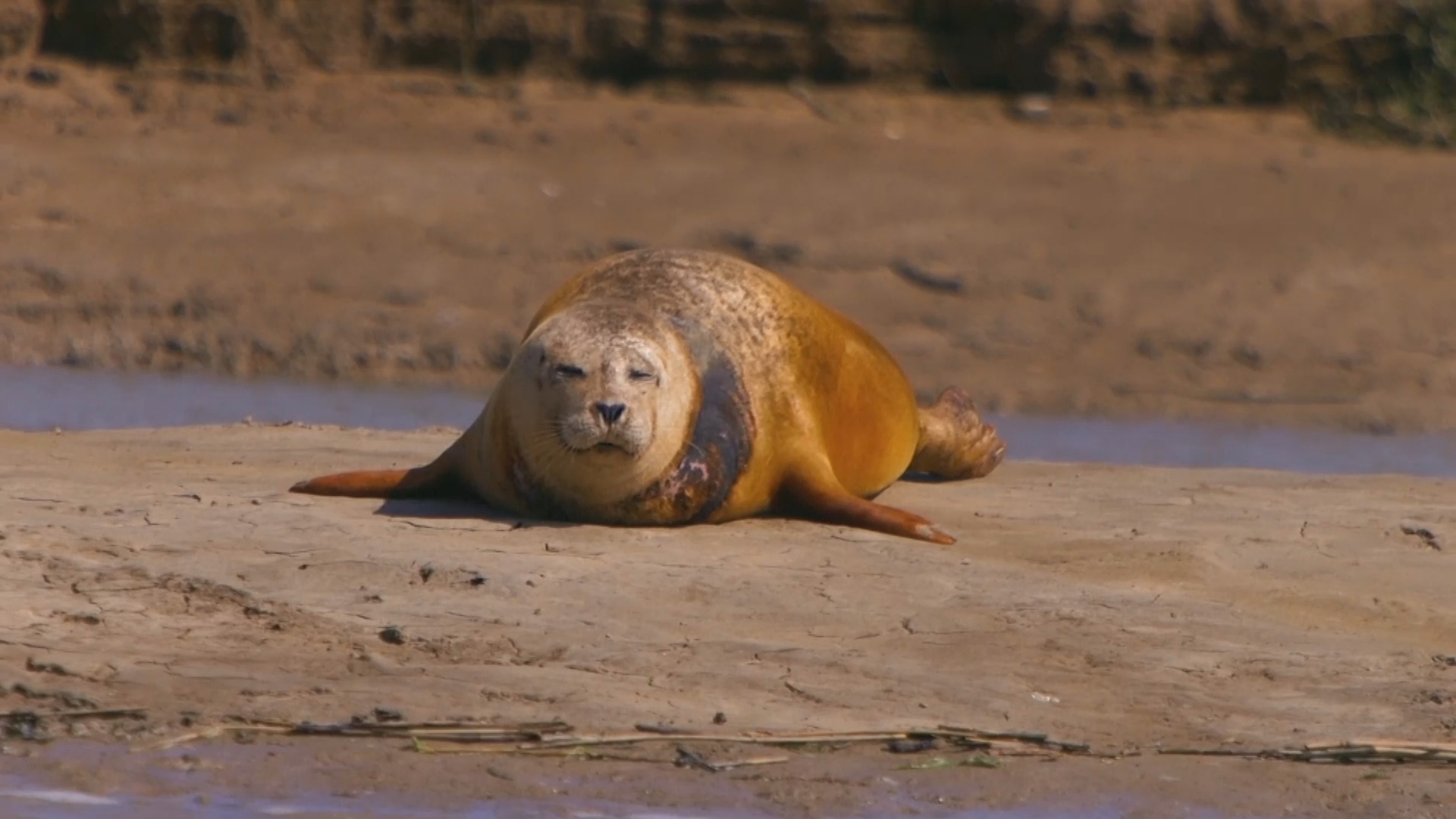 В устье Темзы подсчитали тюленей