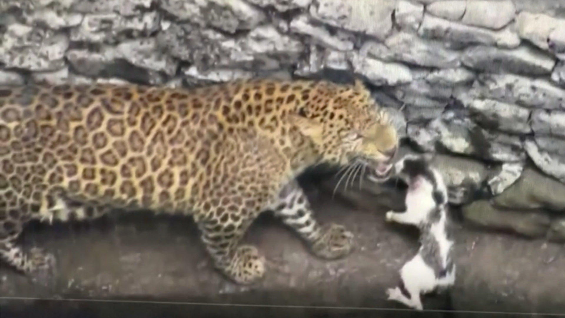 Леопард и кошка подружились, упав в колодец в Индии