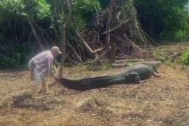 Потаскать за хвост: как боливийский гид дружит с диким крокодилом