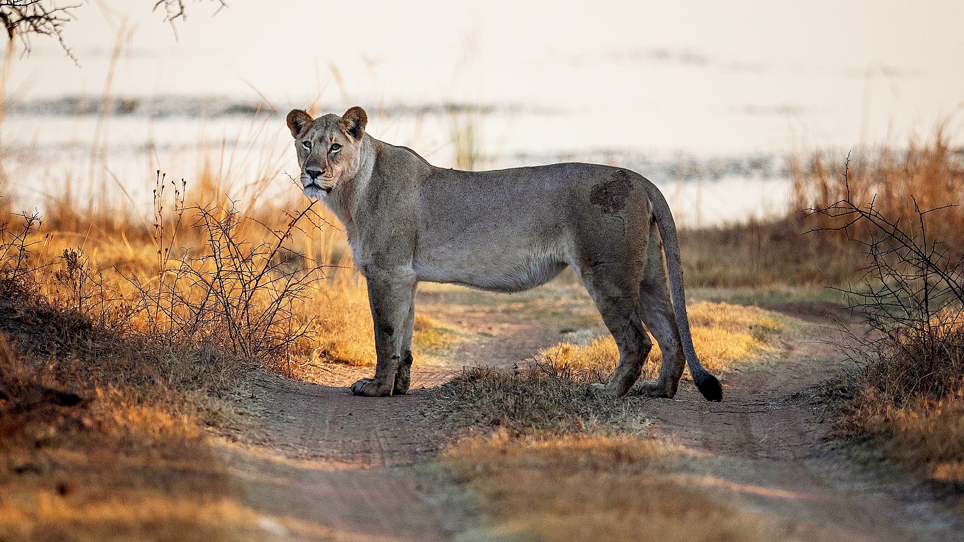Не спугнуть льва: сафари на бесшумных авто запустили в Кении