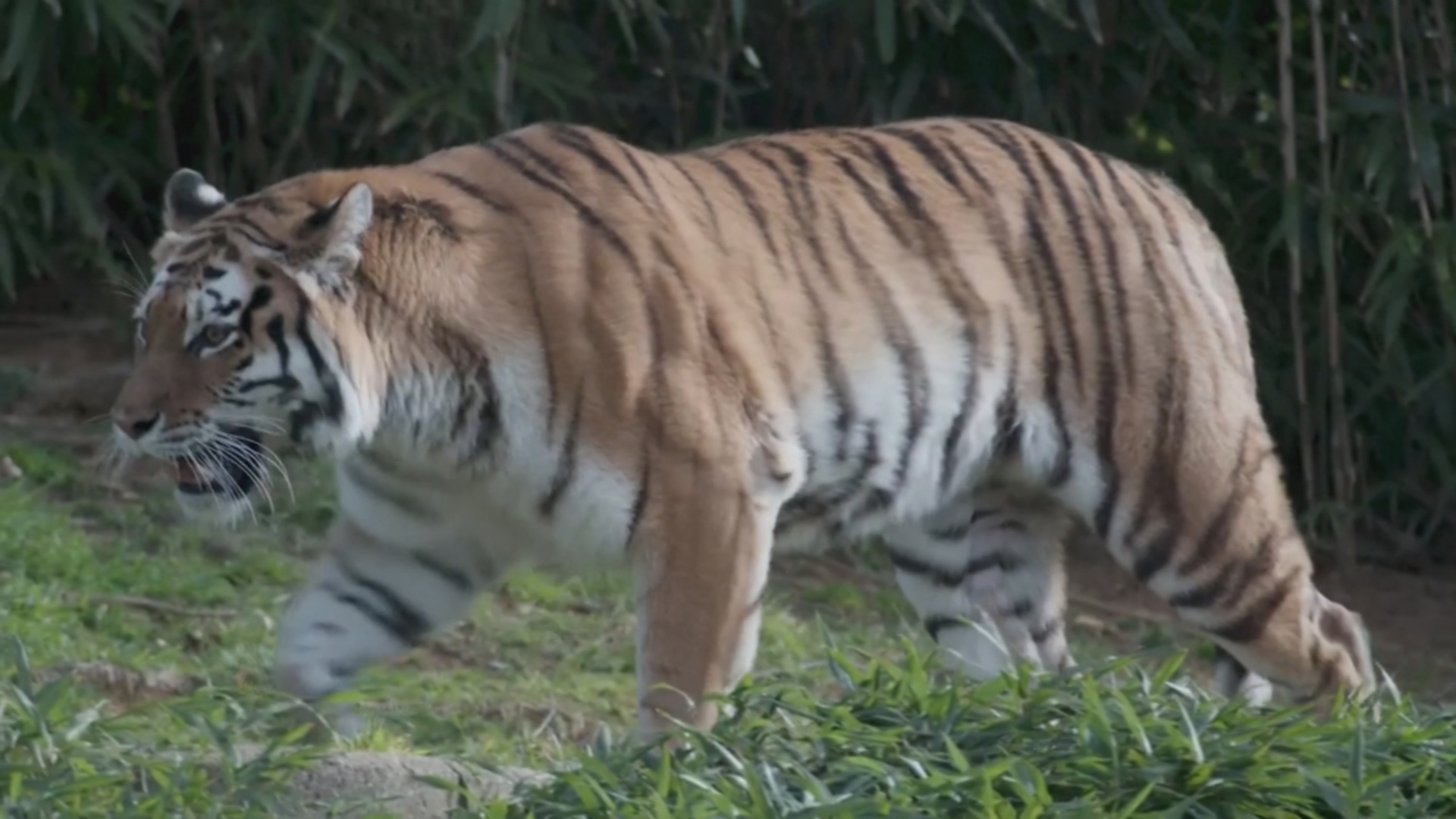 В зоопарке Вашингтона львы и тигры выздоравливают после COVID