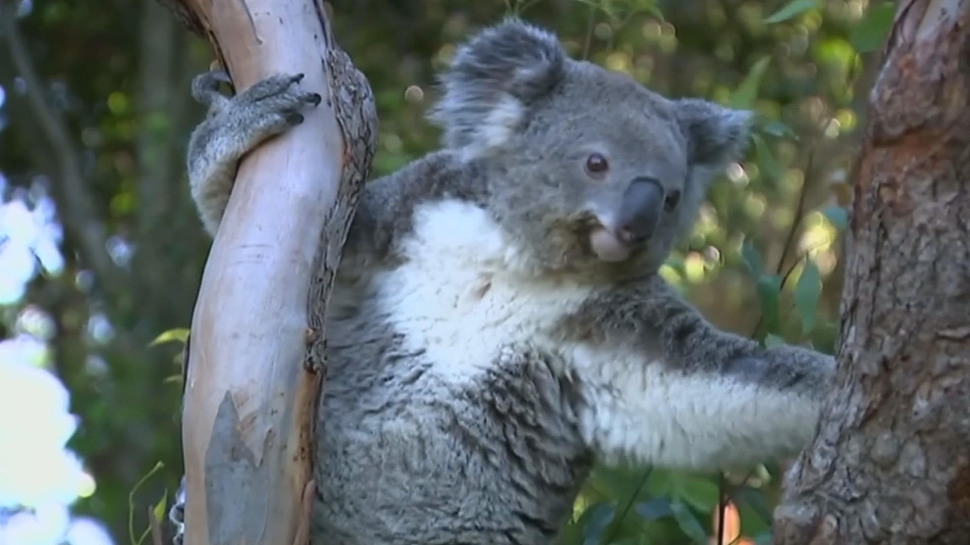 Австралия за три года потеряла треть коал