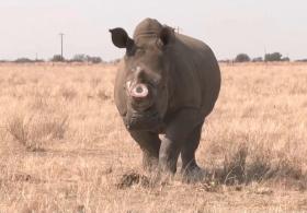Спасать носорогов, продавая их рога, хочет заповедник в ЮАР