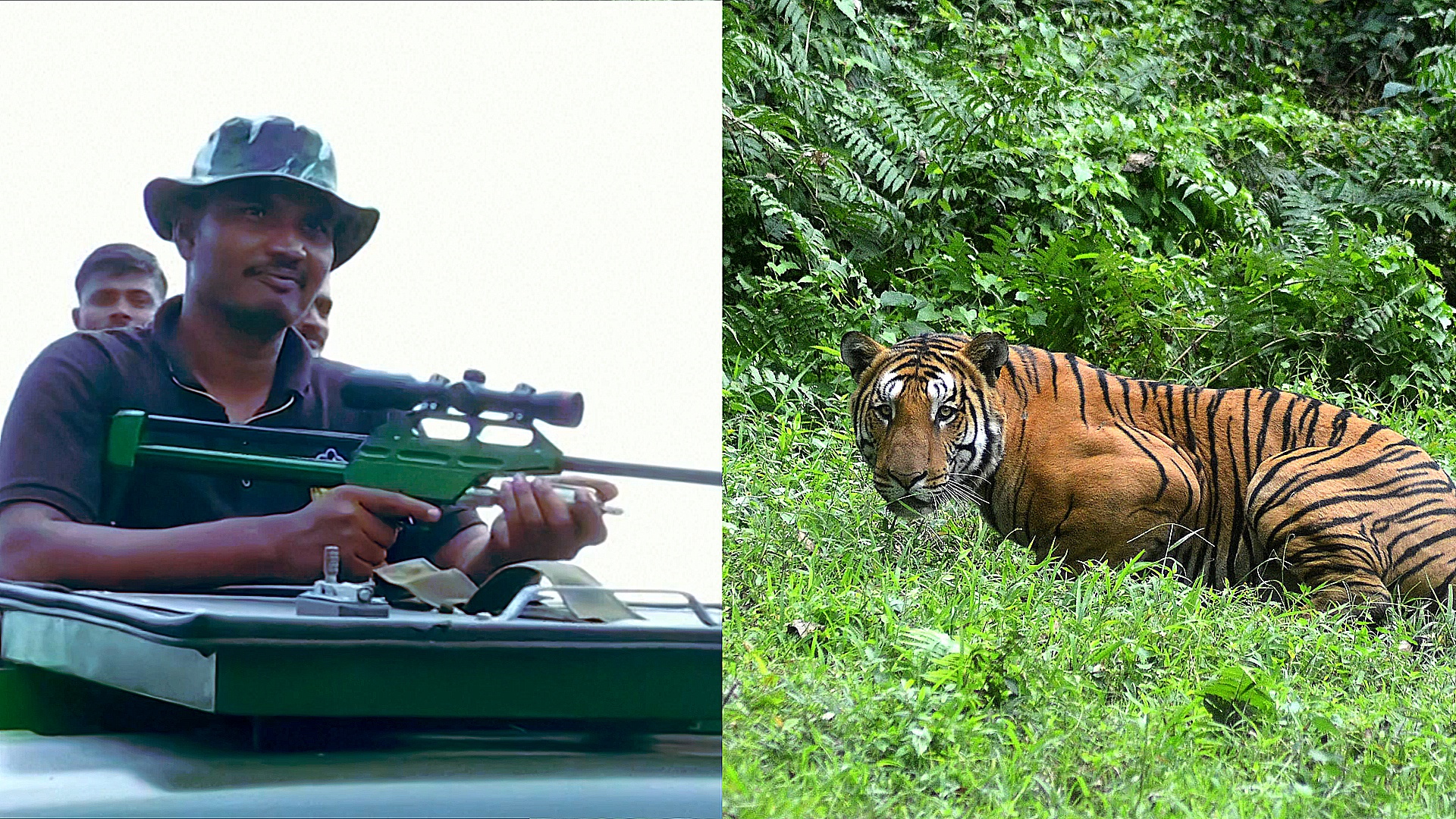 Тигр убил 15 человек в Индии, его ищут