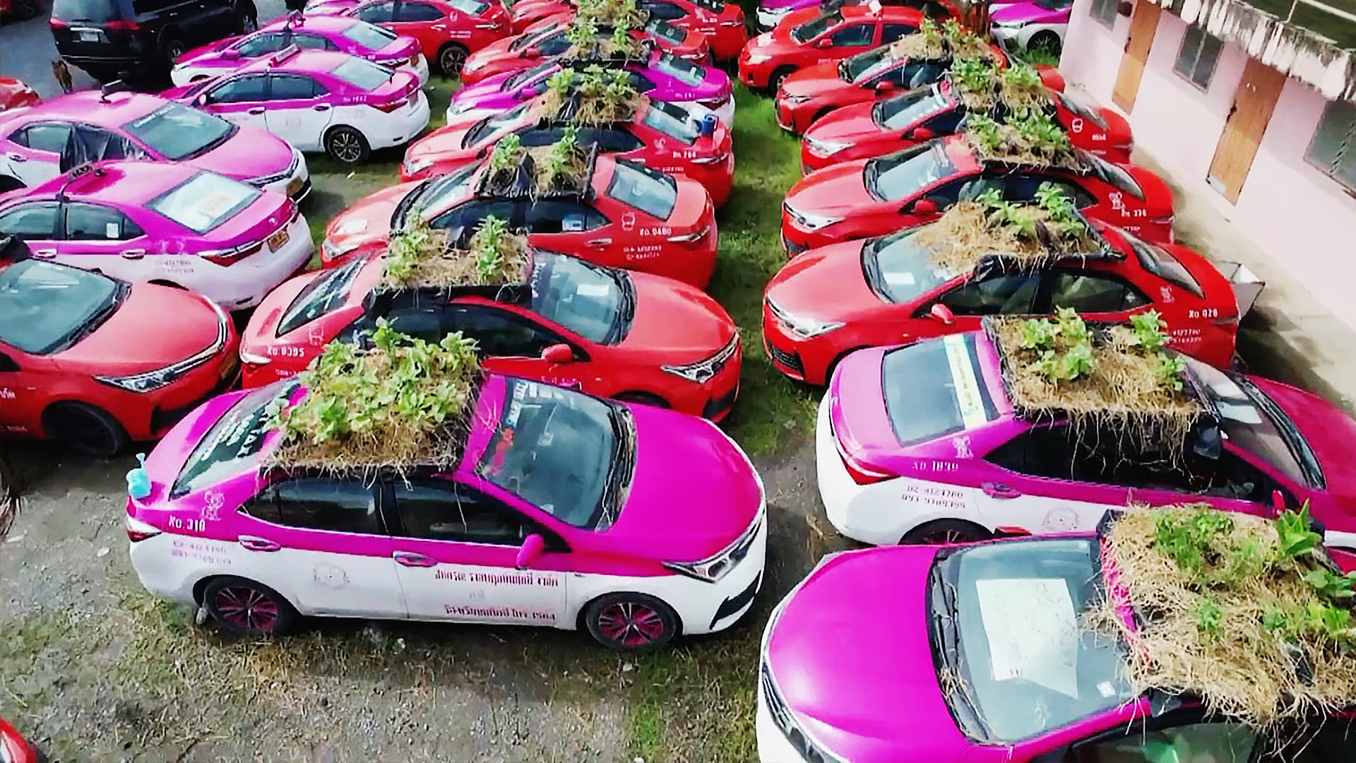 Огород на капоте: тайские таксисты сажают овощи прямо на машинах
