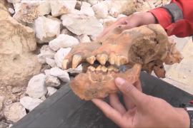 Почти целый череп гигантской гиены нашли в крымской пещере