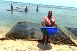 Индийские женщины выращивают морские водоросли и хорошо зарабатывают
