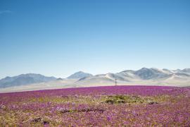Ковёр сиреневых цветов укрыл пустыню Атакама в Чили