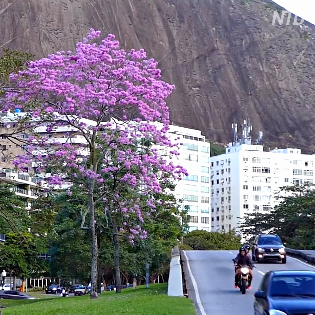 Цветёт всего 6 дней: в Рио любуются цветками табебуйи Цветёт всего 6 дней: в Рио любуются цветками табебуйи