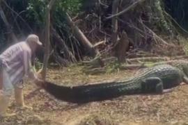 Как гид таскает за хвост своего друга-крокодила