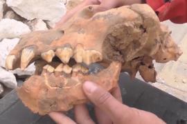 Череп гигантской гиены нашли в крымской пещере