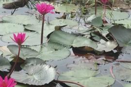 Море кувшинок: болота Индии стали розовыми