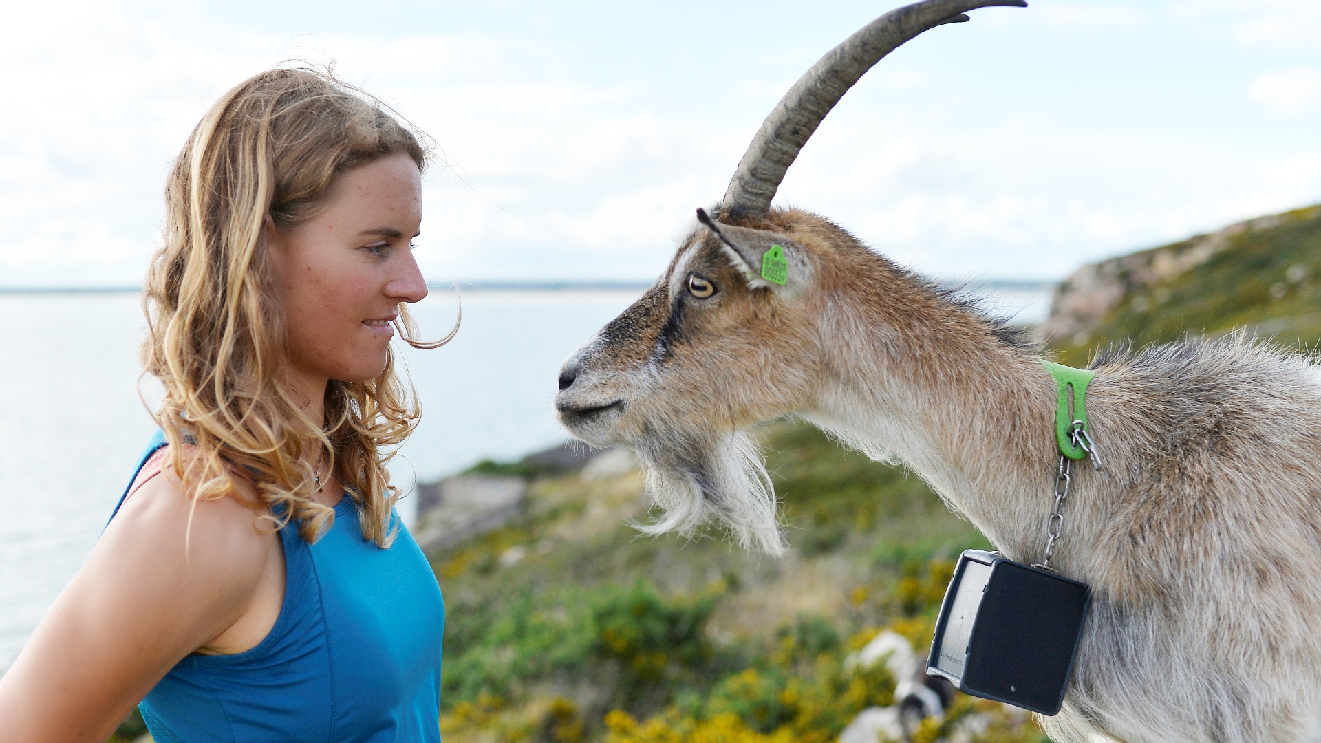 Как редкая порода коз спасает холмы Ирландии от пожаров