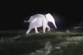 Откопали экскаватором: как в Индии спасали слонёнка