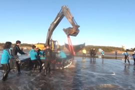 Двух китов, выбросившихся на берег, спасли в Аргентине