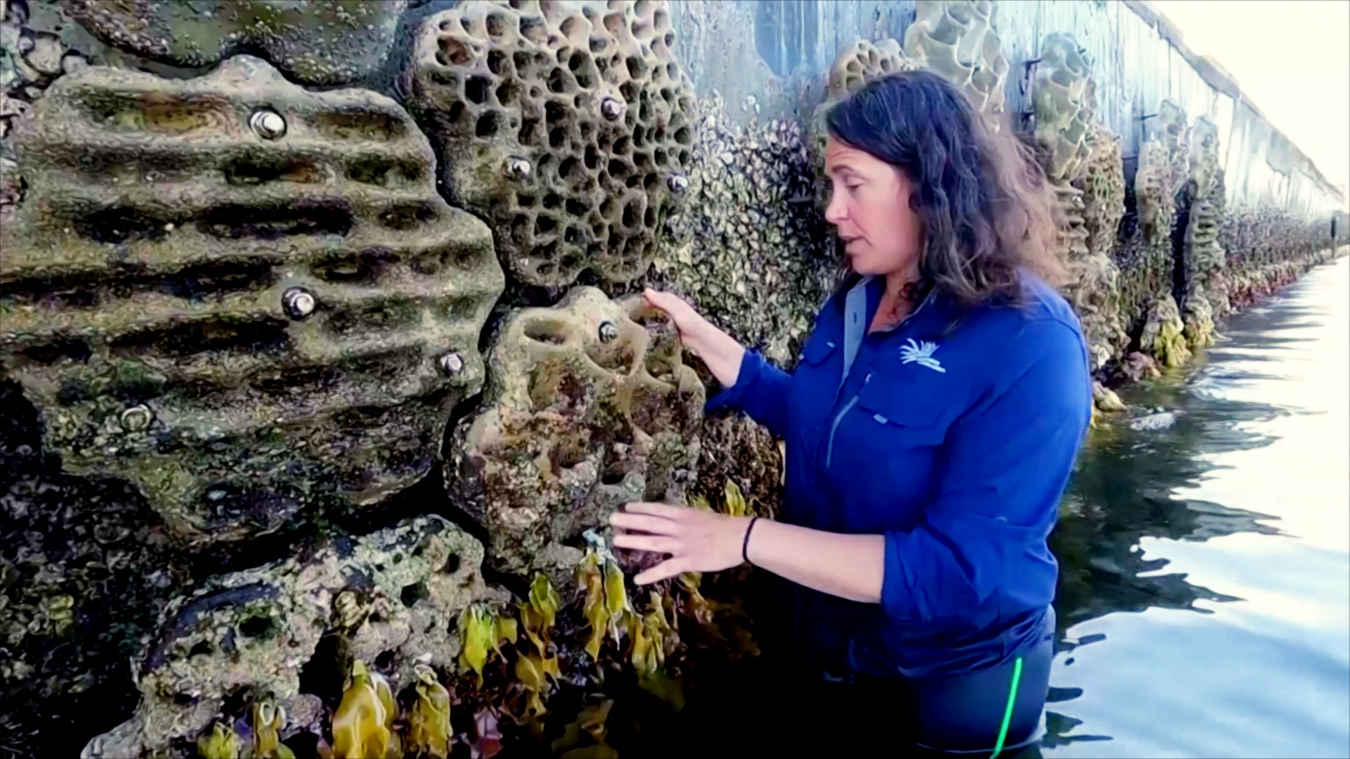 «Живые морские стены» возвращают биоразнообразие в гавань Сиднея