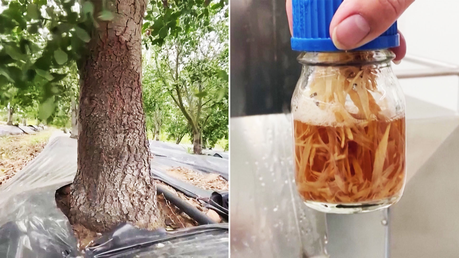 Вакцина из деревьев: где выращивают уникальное средство защиты от COVID