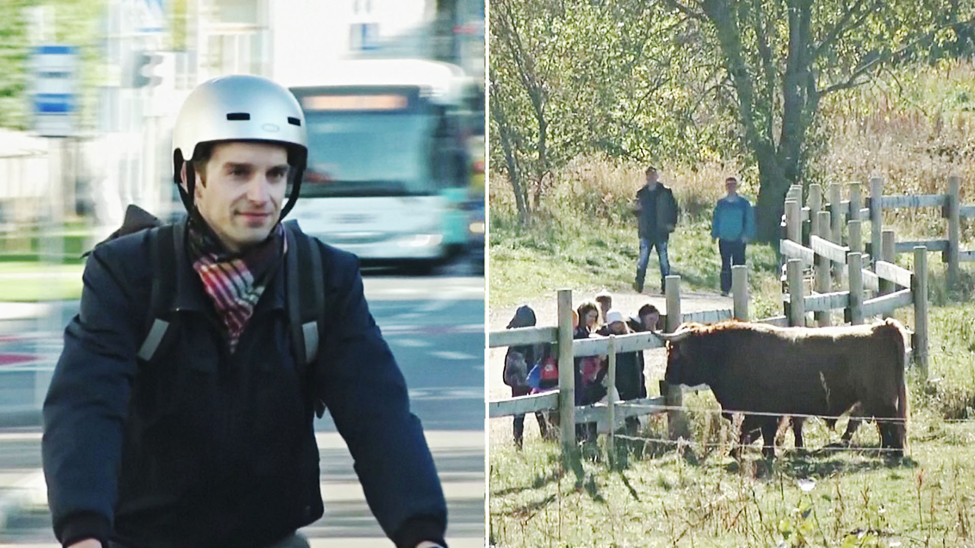 Коровы, насекомые и велосипедисты: как Таллин стал зелёной столицей
