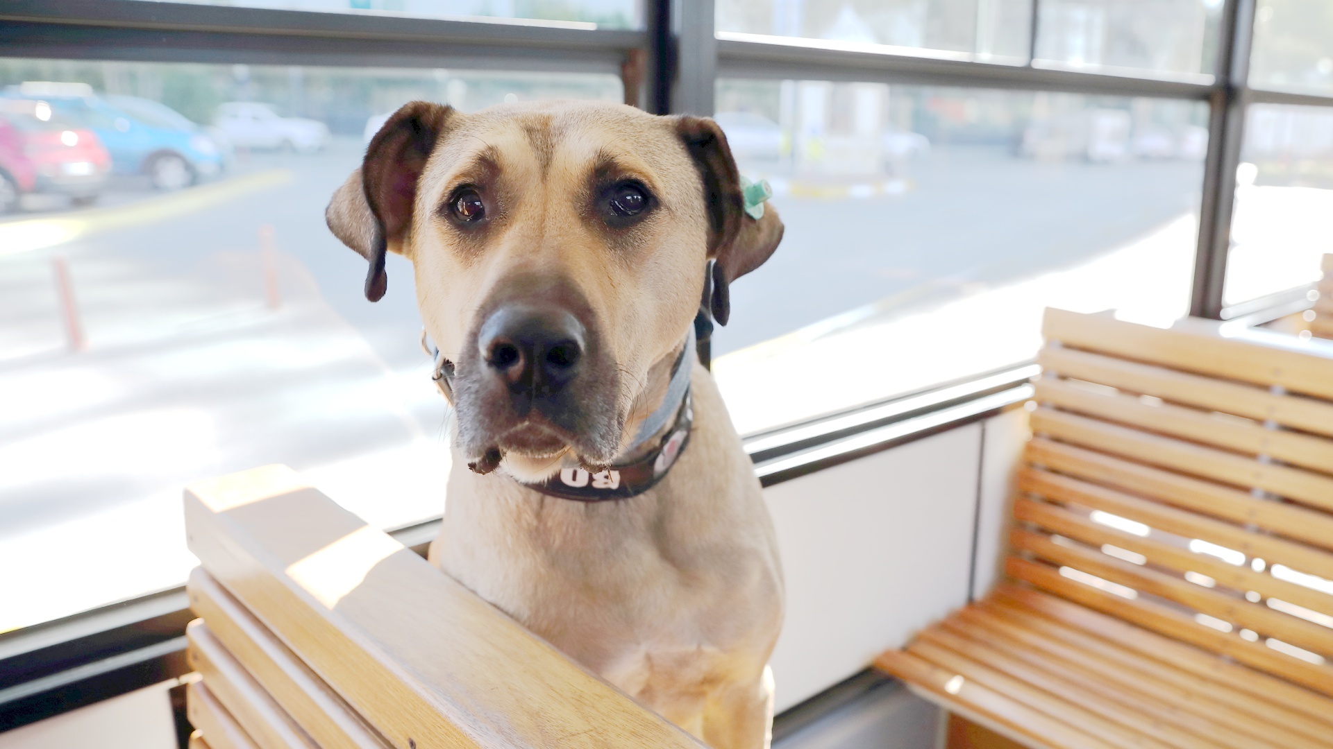 Бродячая собака стала звездой Стамбула, путешествуя в метро и трамваях