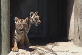 Бенгальские тигрята стали звёздами зоопарка в Мексике