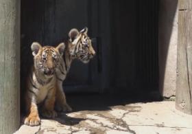 Бенгальские тигрята стали звёздами зоопарка в Мексике