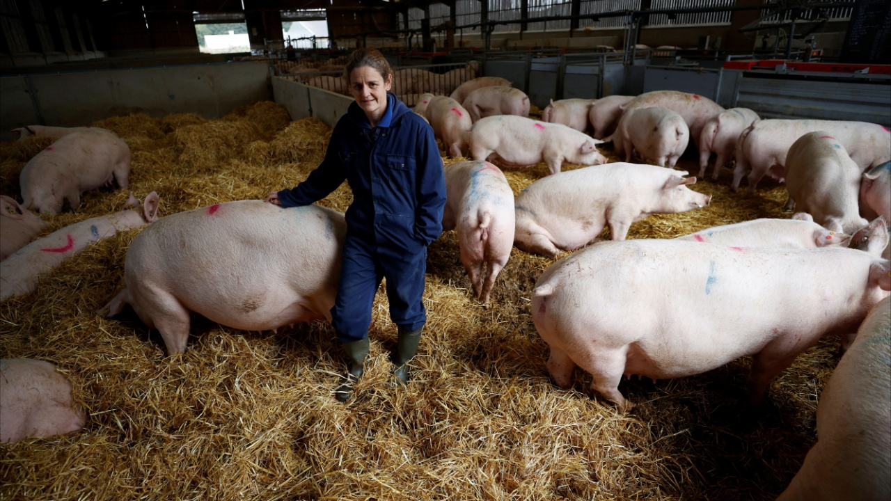 Владельцы британских свиноферм отчаянно просят выделить им рабочих-мигрантов