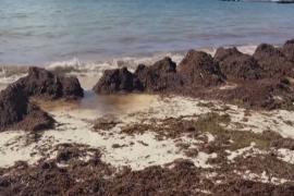В Мексике ищут применение водорослям, захватившим Карибское море