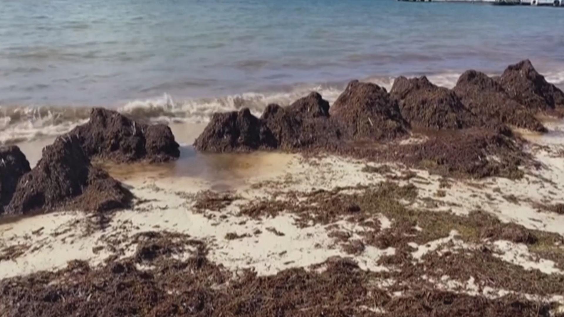 В Мексике ищут применение водорослям, захватившим Карибское море