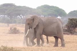 Дать имя слону и помочь заповеднику предлагают в Кении
