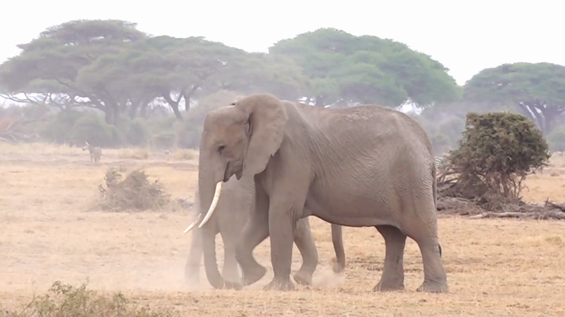 Дать имя слону и помочь заповеднику предлагают в Кении