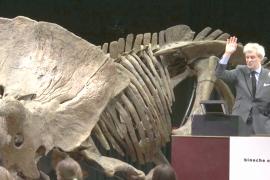 Скелет трицератопса Большого Джона продали за 6,6 млн евро