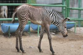 Детёныш зебры Греви дебютирует в зоопарке на севере Мексики