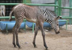 Детёныш зебры Греви дебютирует в зоопарке на севере Мексики