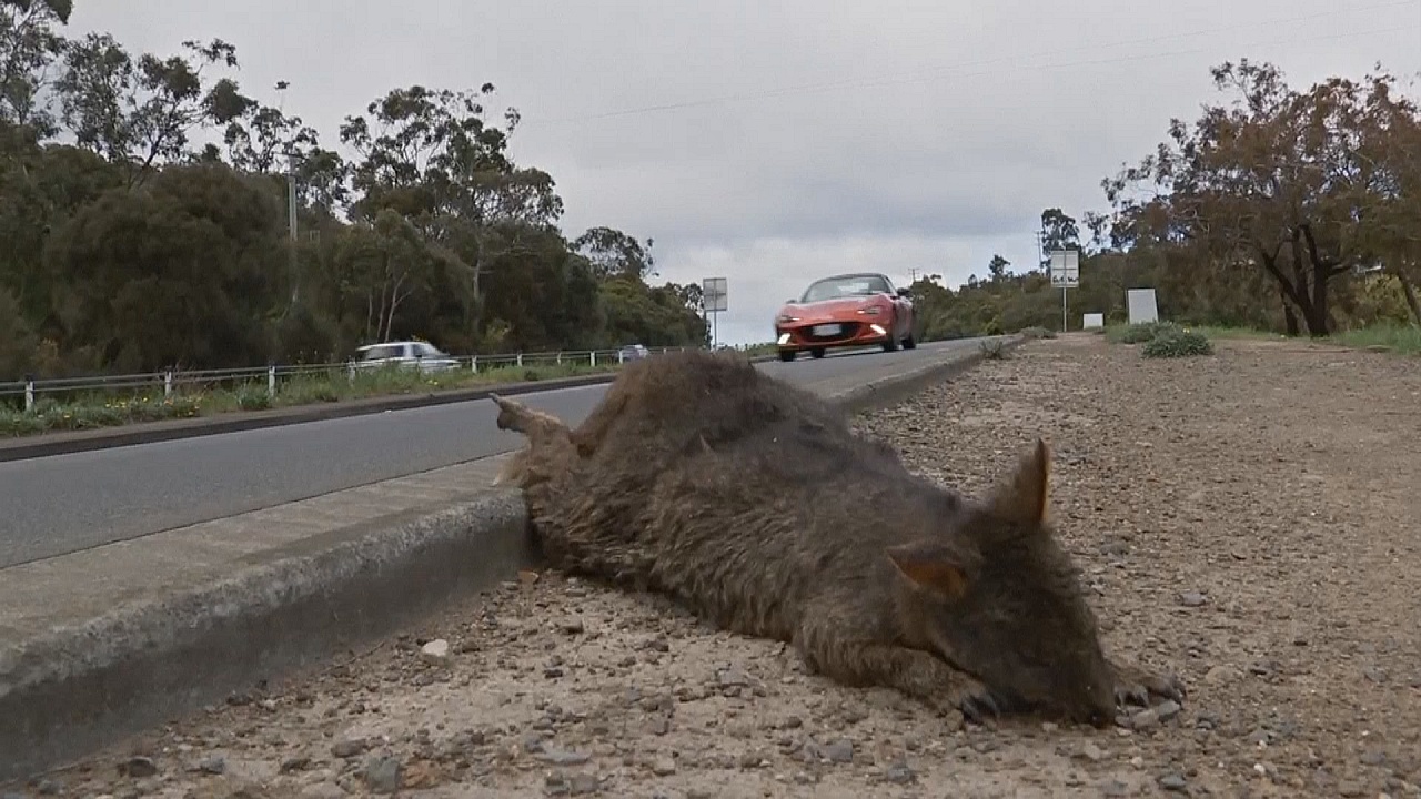 Животные гибнут под колёсами: жители Тасмании нашли выход