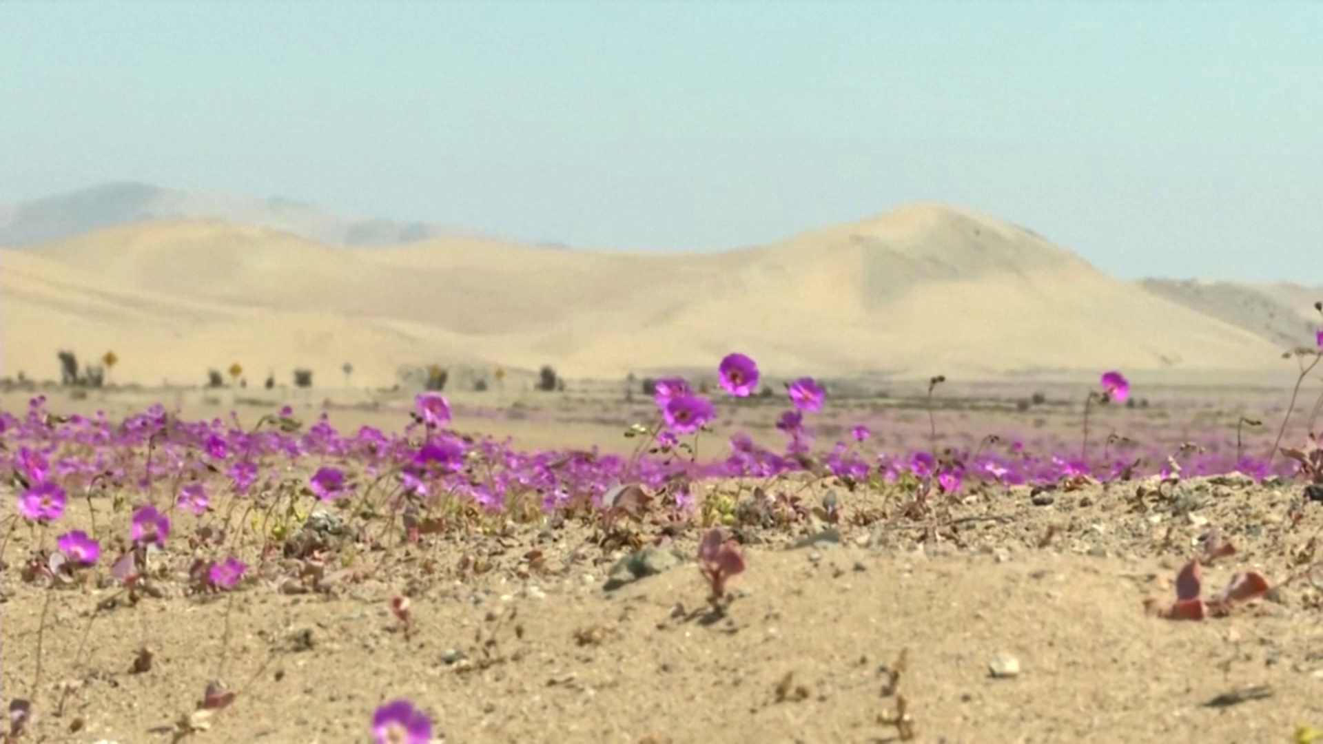 Ковёр из цветов украсил пустыню в Чили, несмотря на засуху