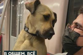 Звезда Стамбула: зачем бездомный пёс катается в метро