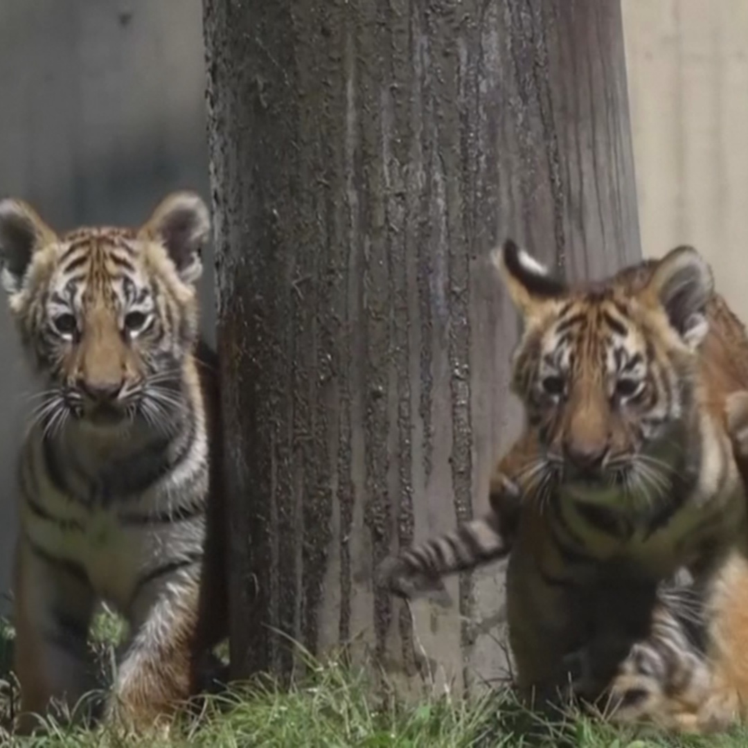 Тигрята очаровали гостей зоопарка в Мексике