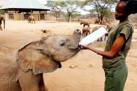 В Кении слонят-сирот кормят козьим молоком