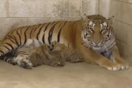 Четыре бенгальских тигрёнка пополнили зоопарк в Мексике