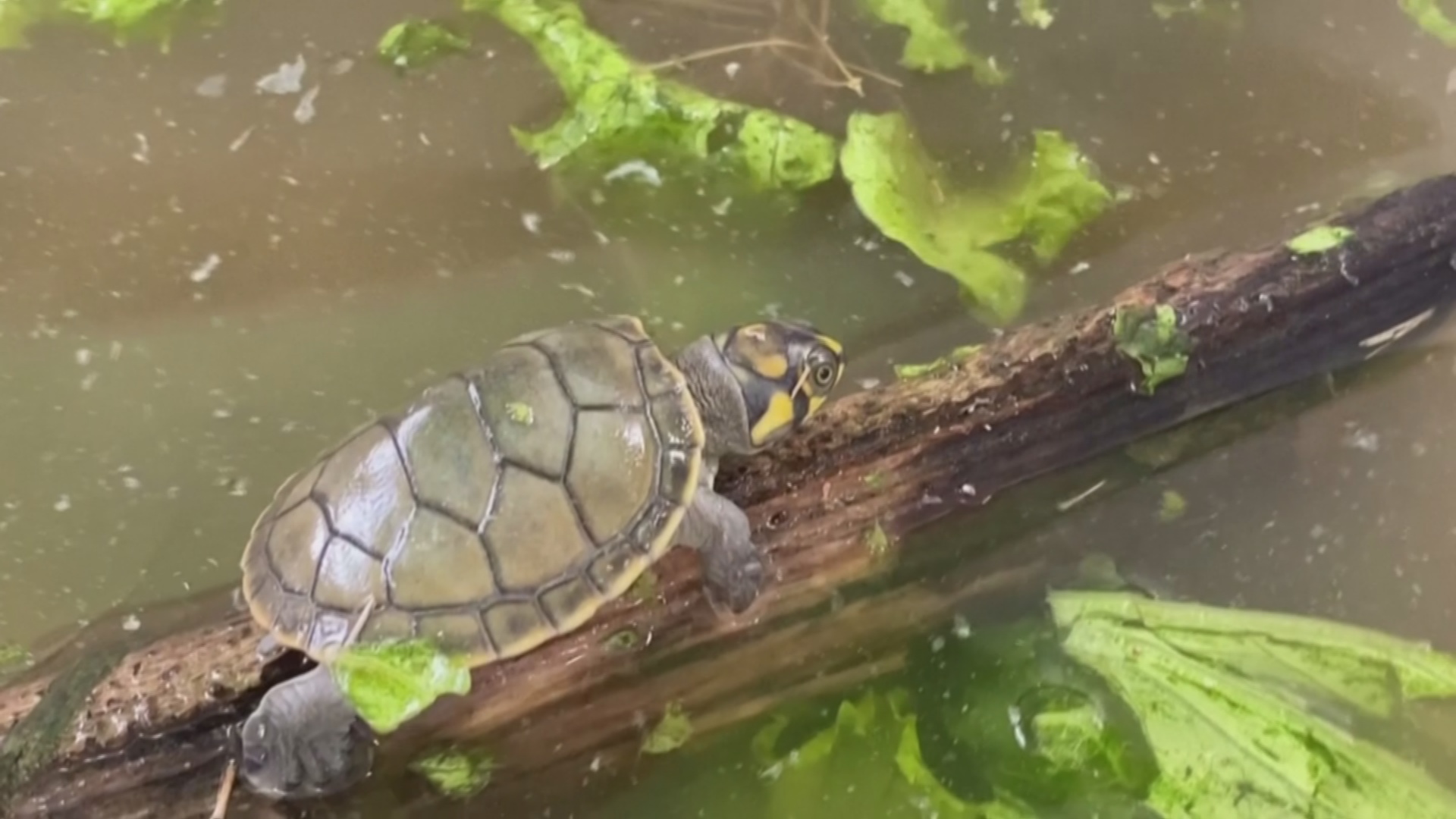 3000 редких речных черепах выпустили в тропических лесах Перу