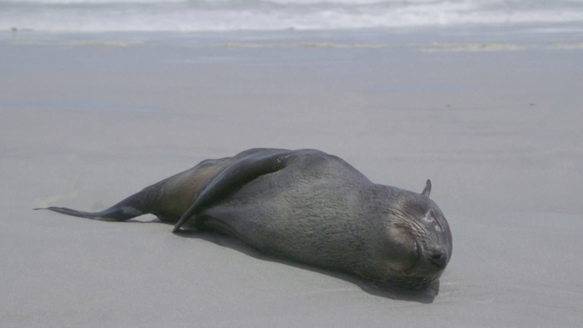 На побережье ЮАР массово гибнут тюлени