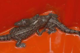 В Австралии крокодильи гнёзда нашли рядом с городами
